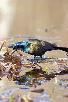 Icterid: Common Grackle