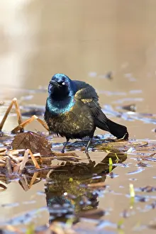 Icterid: Common Grackle