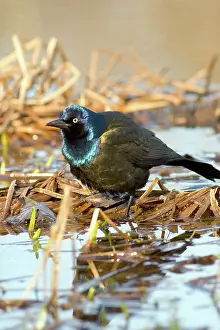 Icterid: Common Grackle