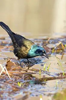 Icterid: Common Grackle