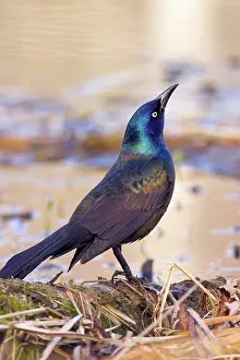 Icterid: Common Grackle