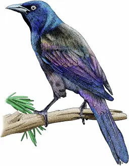 Quiscula: Common Grackle