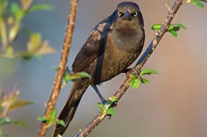 Quiscula: Common Grackle - Female, May