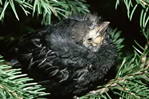 Colonial: Common Grackle Fledgling