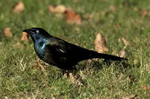 Blackbirds: Common Grackle on the Grassy Ground