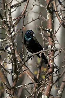 Blackbirds: Common Grackle Perched on Tree Branch