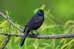 Quiscula: Common Grackle, Quiscalus quiscula. Adult male in breeding p