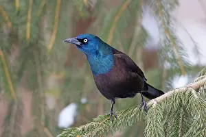 Quiscula: Common Grackle - in winter - February