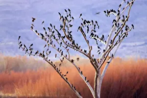Quiscula: Common Grackles - Winter flock on tree