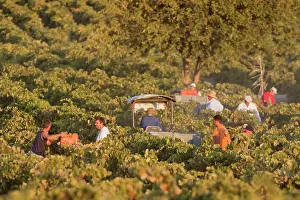 Frontera: Common Grape Vine Harvest - Collecting grapes -