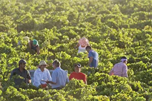 Frontera: Common Grape Vine Harvest - Collecting grapes -