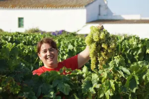 Frontera: Common Grape Vine Harvest - Collecting grapes -
