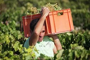 Frontera: Common Grape Vine Harvest - Collecting grapes -