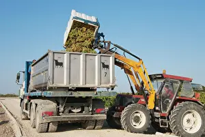 Trucks: Common Grape Vine Harvest - Spain - Tractor emptying