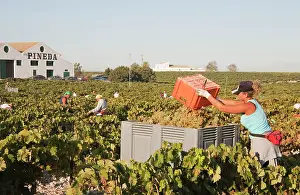 Frontera: Common Grape Vine Harvest - Spain - Vineyard not