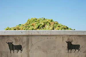 Trucks: Common Grape Vine Harvest - truck loaded with grapes