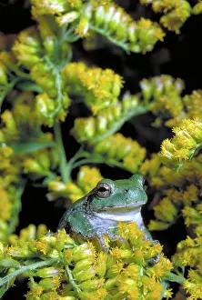 Treefrogs: Common gray tree frog