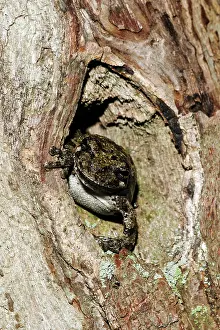 Versicolor: Common Gray Treefrog (Hyla versicolor)