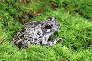 Versicolor: Common Gray Treefrog (Hyla versicolor)