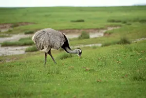 Rheas: Common / Greater Rhea