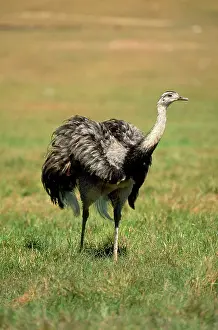 Francois Gohier: Common / Greater Rhea