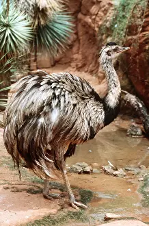 Rheas: COMMON / Greater RHEA - Male