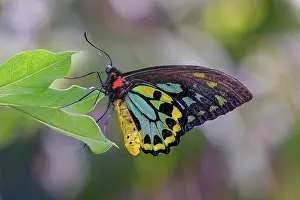 Pollinator: Common green birdwing or Cape York Birdwing