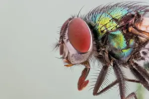 Blow: Common green bottle fly (Lucilia sericata), Hanover