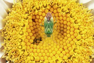 Capsid: Common Green Capsid Bug - feeding on flower