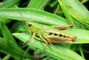 Nymphs: Common Green Grasshopper - nymph
