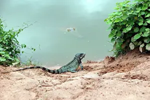 Orinoco: Common / Green Iguana & Orinoco Crocodile (crocodylus