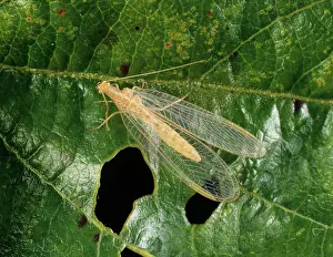 Carnea: Common green lacewing