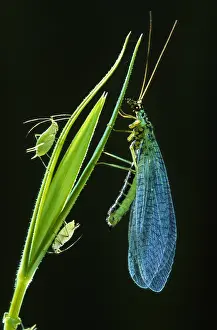 Carnea: Common Green Lacewing