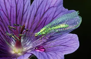 Carnea: Common Green Lacewing