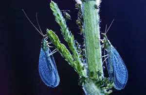 Carnea: Common Green Lacewing