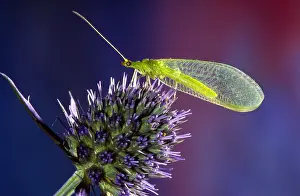 Carnea: Common Green Lacewing