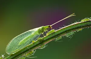 Carnea: Common Green Lacewing