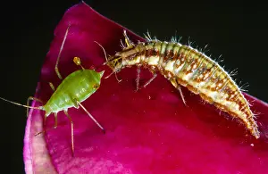 Threaten: Common Green Lacewing