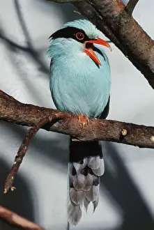 Chinensis: Common Green Magpie
