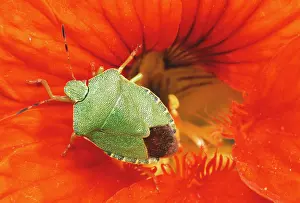Stink: Common Green Shield Bug / Stink bug