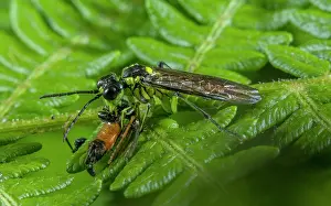Ectognatha: Common Green Tenthredo, Tenthredo mesomela, sawf