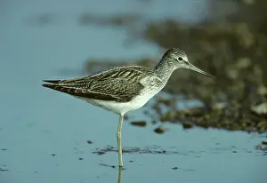 Nebularia: Common Greenshank