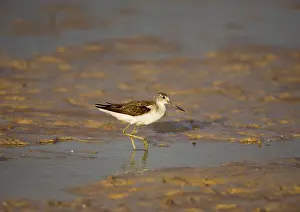Nebularia: Common Greenshank
