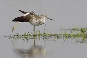 Nebularia: Common Greenshank
