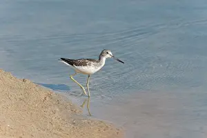 Nebularia: Common Greenshank
