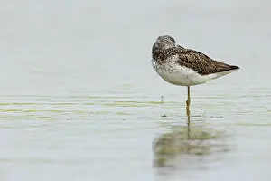 Nebularia: Common Greenshank