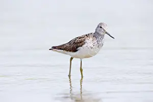 Nebularia: Common Greenshank