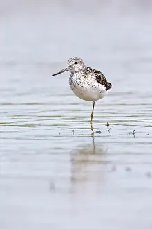 Nebularia: Common Greenshank