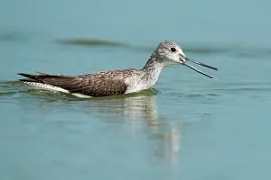 Nebularia: Common Greenshank