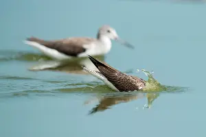 Nebularia: Common Greenshank
